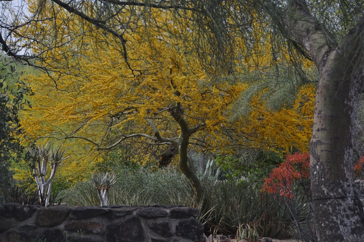 tree in bloom